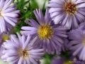 Aster_01