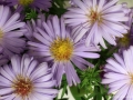 Aster_03