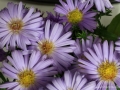 Aster_043